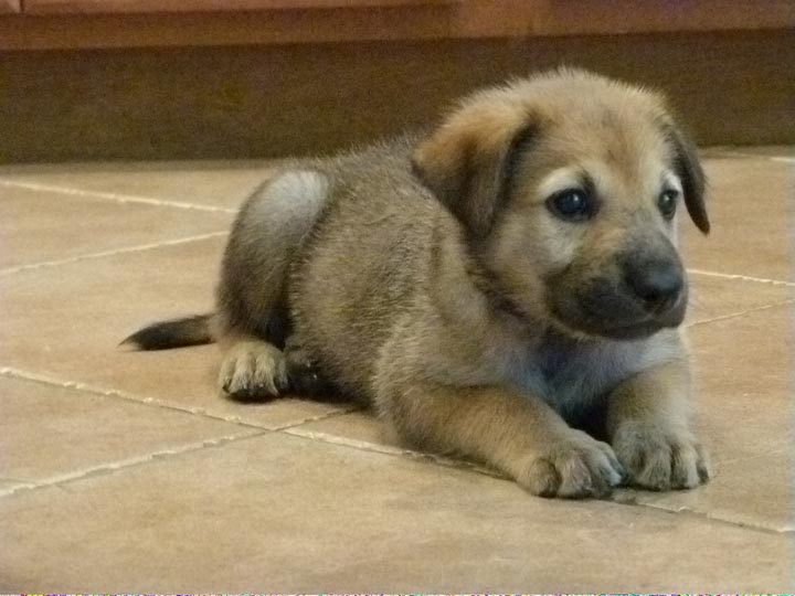 chinook dog